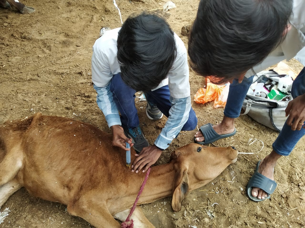 Free animal treatment done at village Balekhan gaushala chomu